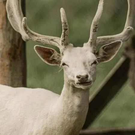 ゲストハウス Zeleny Domcek Heľpa