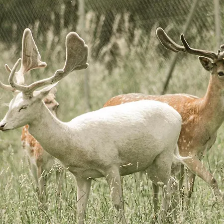 Zeleny Domcek Heľpa