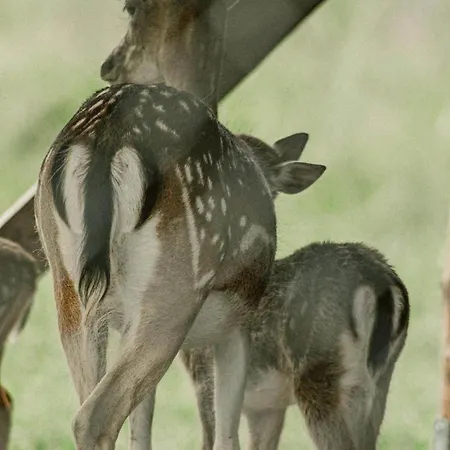 Zeleny Domcek 3* Heľpa