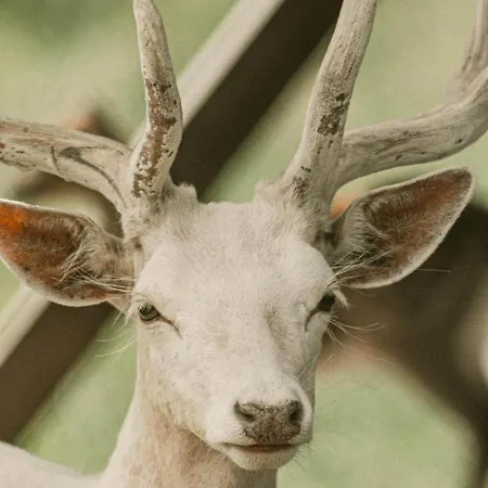 Zeleny Domcek Pensión