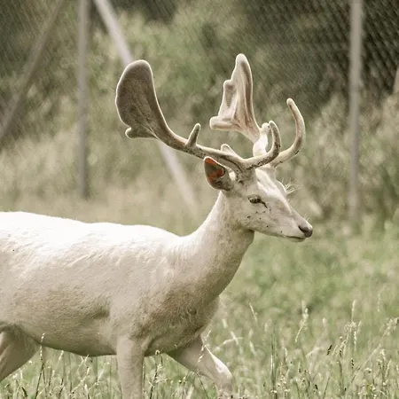 Zeleny Domcek Pensión Heľpa