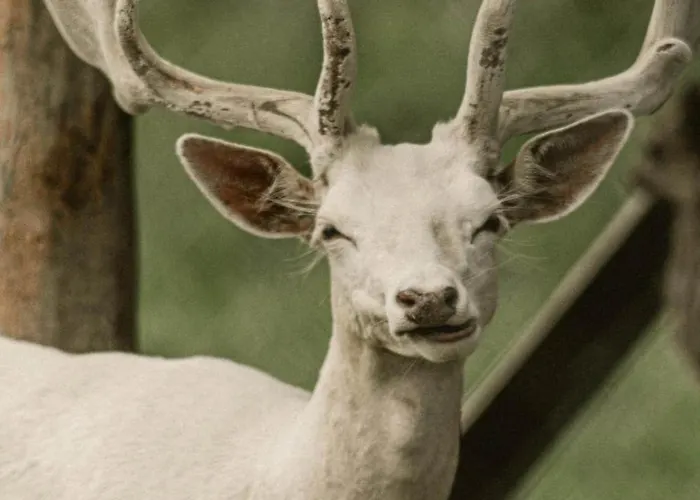 بيت ضيافة Zeleny Domcek Heľpa