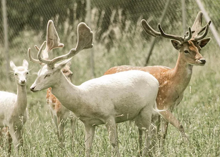 Zeleny Domcek Heľpa