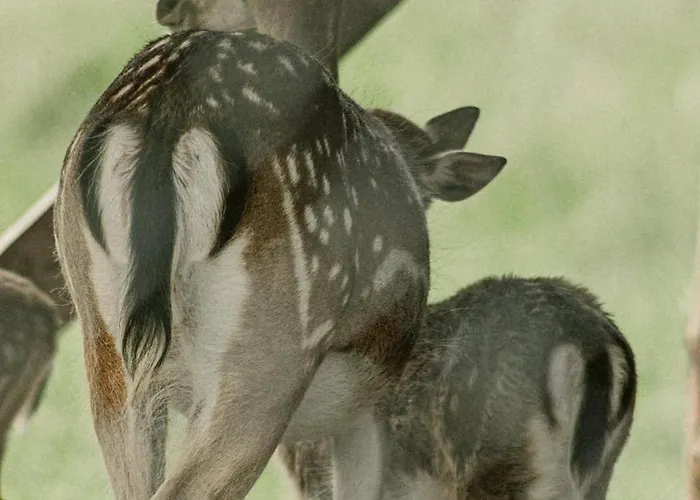 Zeleny Domcek 3* Heľpa