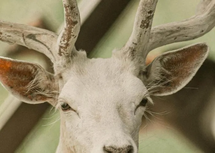 Zeleny Domcek بيت ضيافة