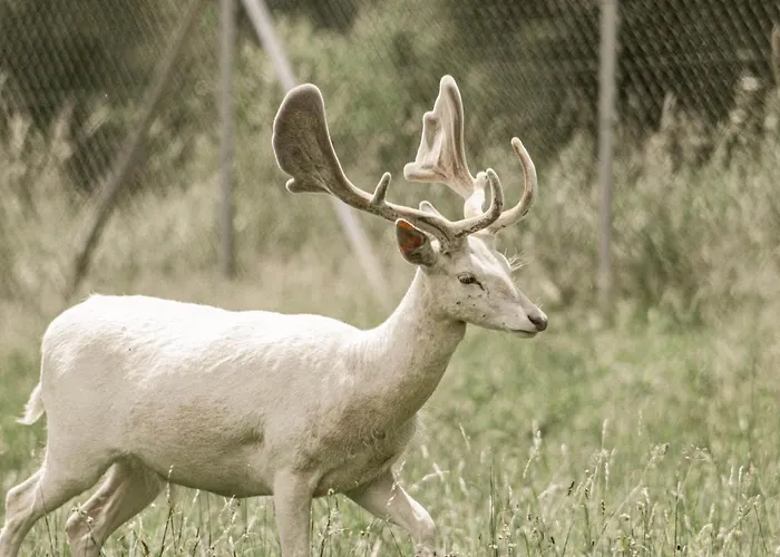 Zeleny Domcek بيت ضيافة Heľpa